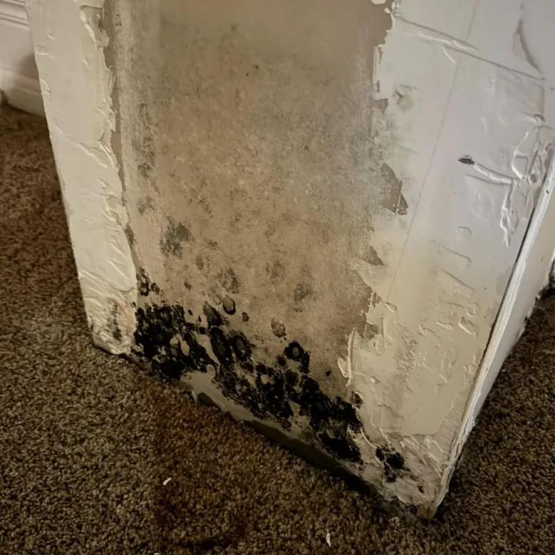 Professional Mold Removal in Elgin, IL